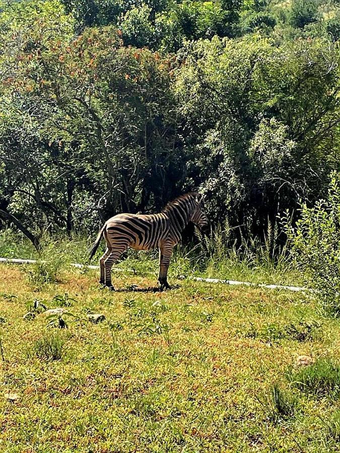 ライデンバーグ66 Sharalumbi Wildlife Estateアパートメント エクステリア 写真