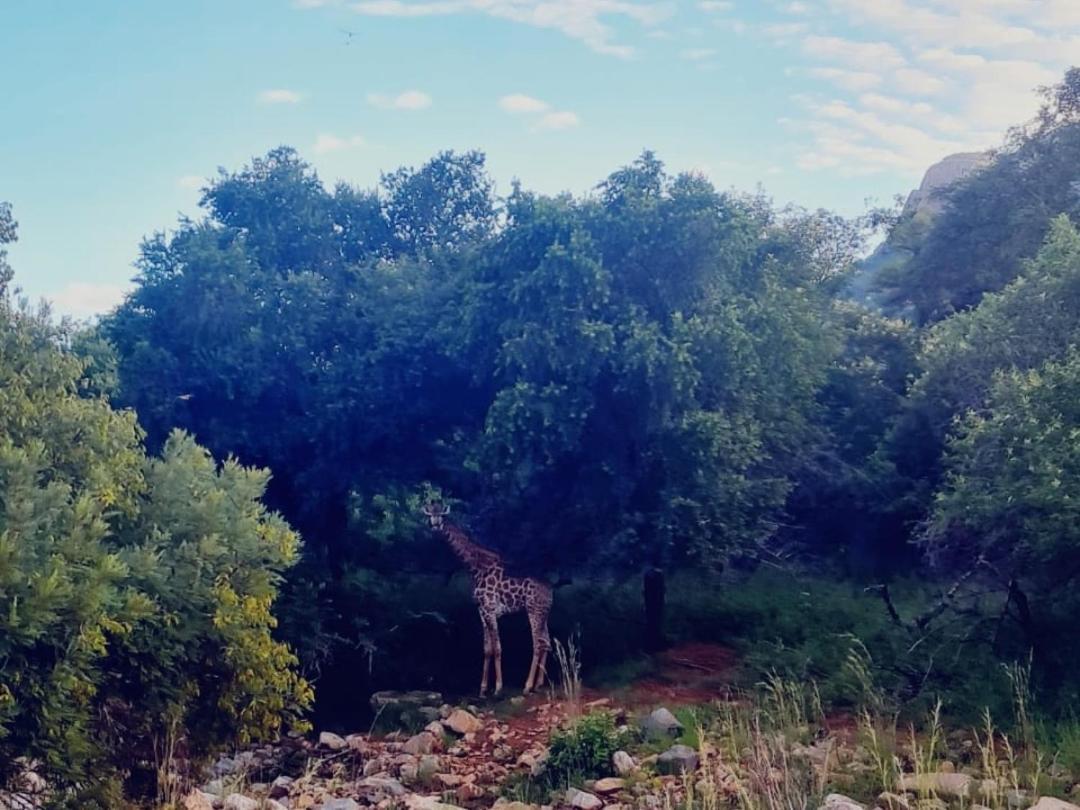 ライデンバーグ66 Sharalumbi Wildlife Estateアパートメント エクステリア 写真