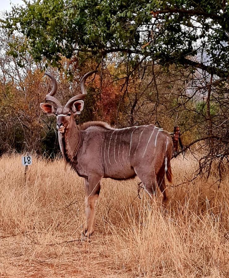 ライデンバーグ66 Sharalumbi Wildlife Estateアパートメント エクステリア 写真